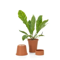 Vitra Terracotta pot, L, terracotta